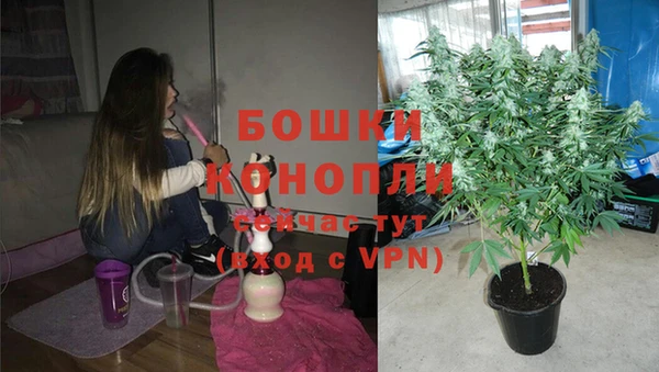 прущие грибы Богданович